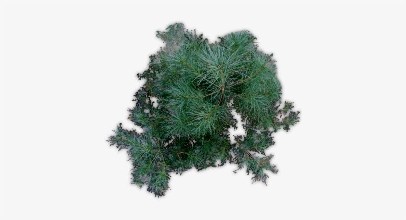 Pine Tree Png Index Of - Tree, transparent png download