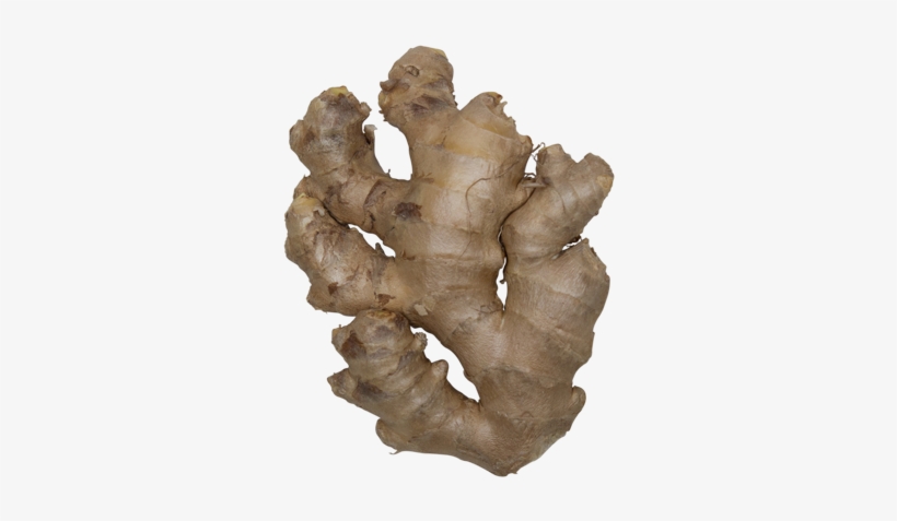 Ginger - Gambel Oak, transparent png download