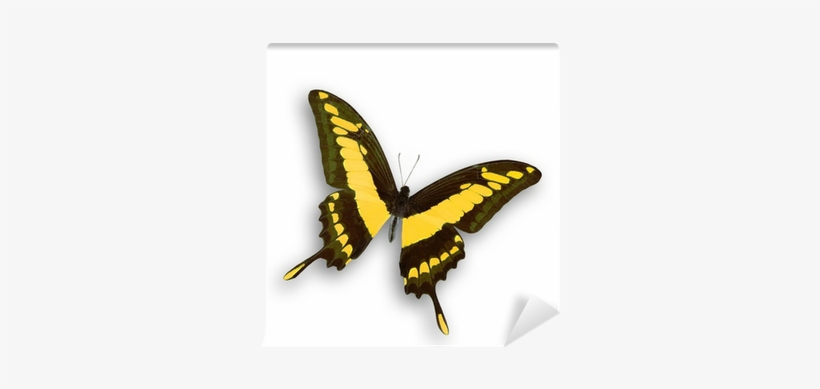 Miracle Lady: A Spiritual Journey, transparent png download