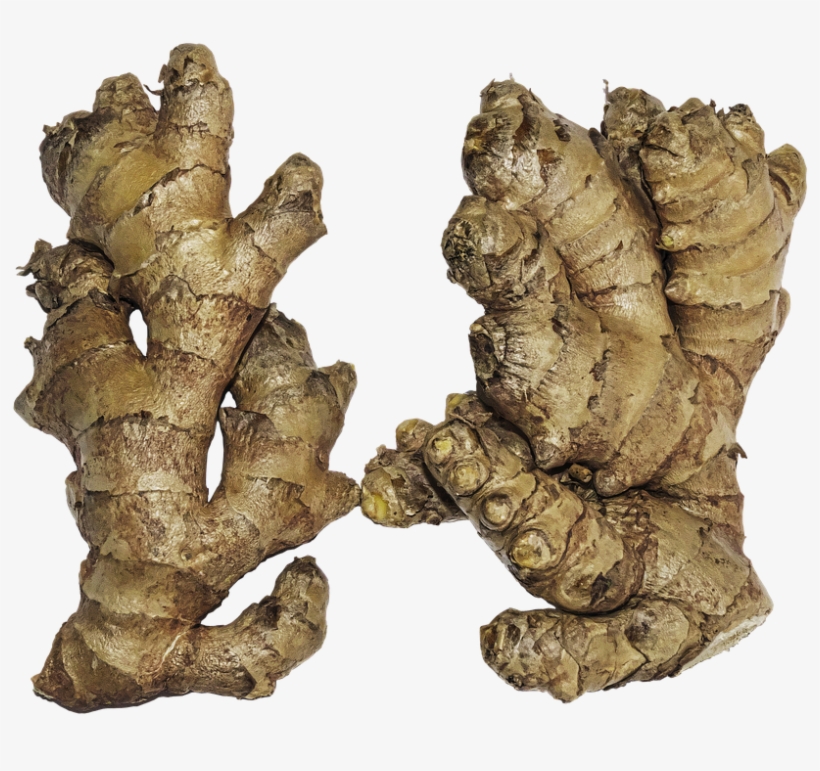 Ginger, Rhizome, Ginger Root, Zingiber Officinale - Chinese Ginger Vs Indian Ginger, transparent png download