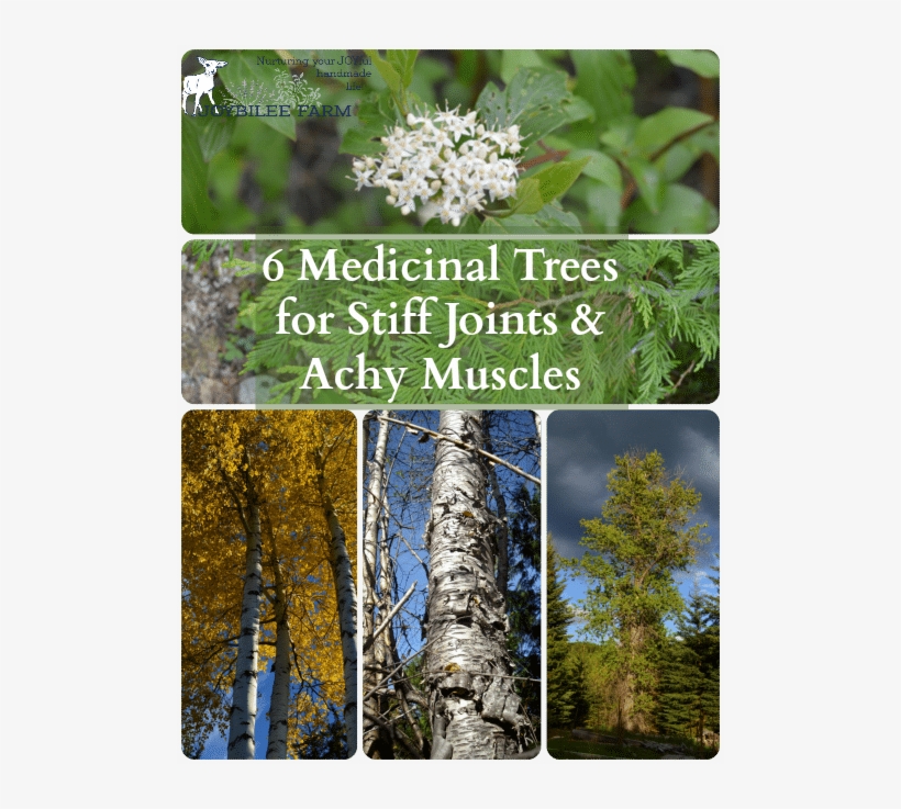 Harvest Bark By Cutting A Branch From The Tree And - Medicinal Trees, transparent png download