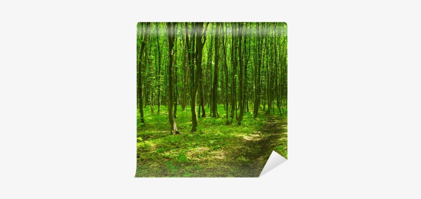 Photography, transparent png download