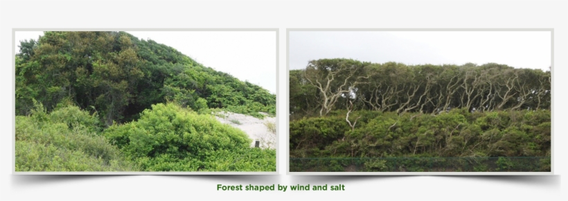 Wind Also Shapes The Maritime Forest Trees - Mexican Pinyon, transparent png download