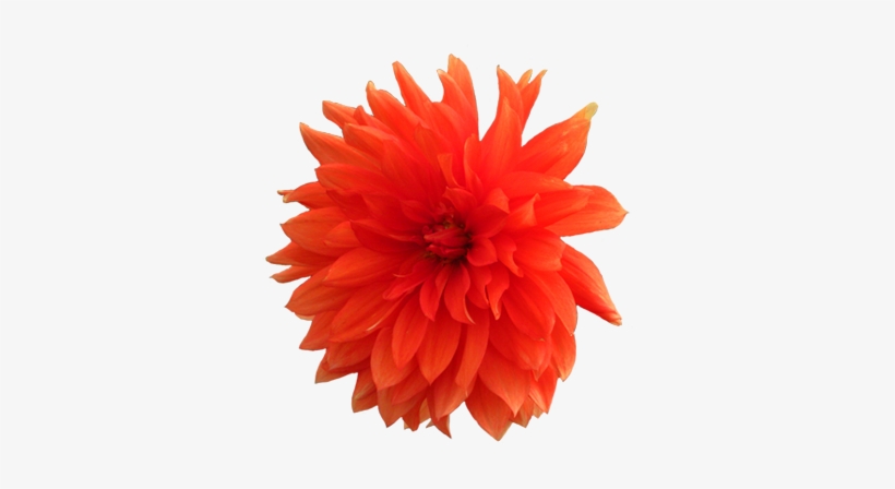 Orange Dahlia Flower Png - Realistic Flower Clip Art, transparent png download