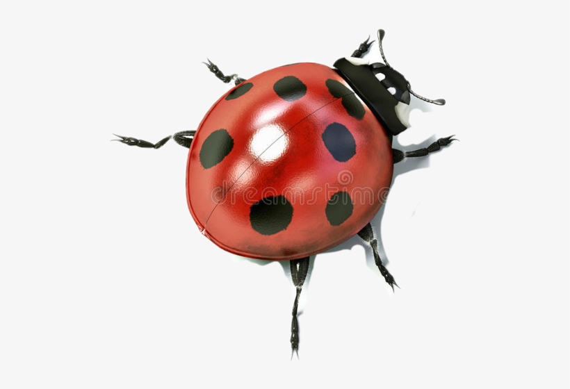 Ladybird Beetle, transparent png download