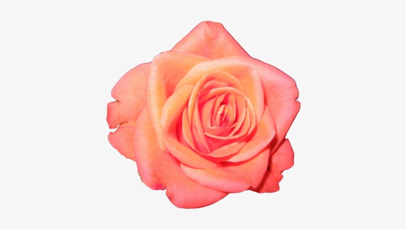 Orange Rose Transparent - Laugh Rose Poster Print By Lauren Gibbons, transparent png download