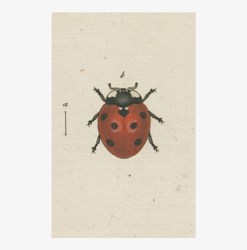 Leaf Beetle, transparent png download