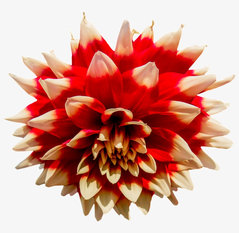 Canvas Print Orange Flower Dahlia Stretched Canvas - Flower, transparent png download