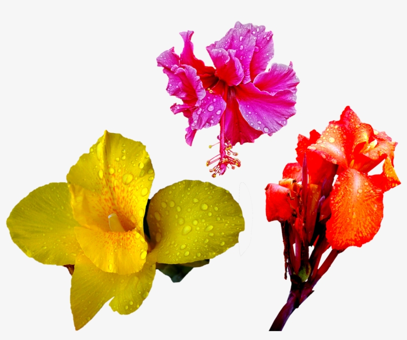 Png Flower Drops, transparent png download