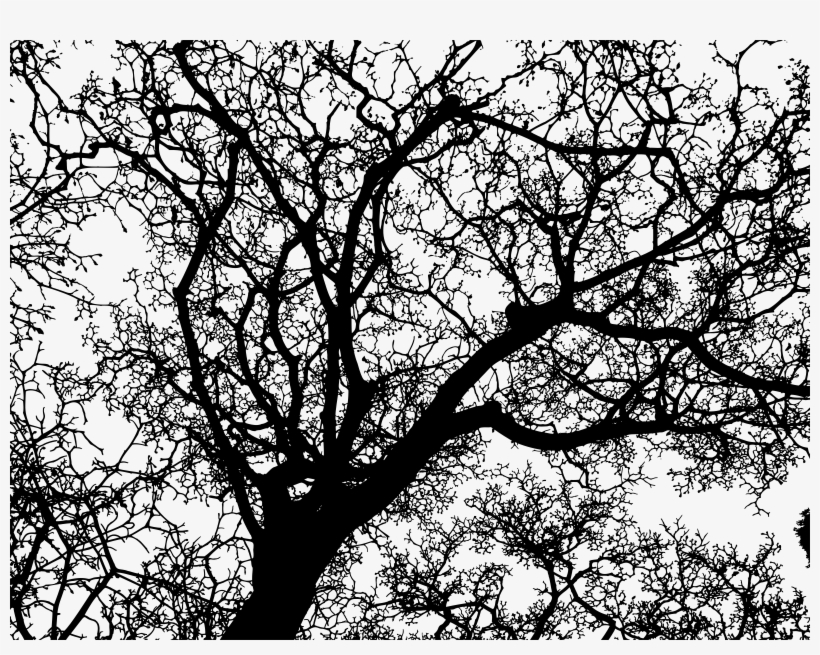 This Free Icons Png Design Of Sprawling Winter Tree, transparent png download