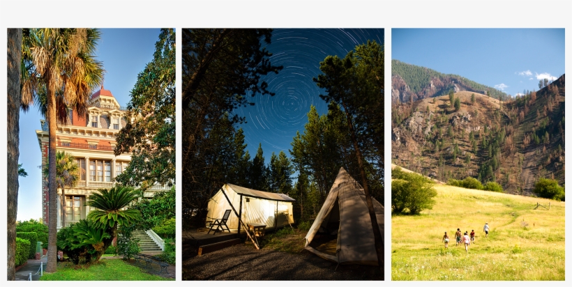 Larch, transparent png download