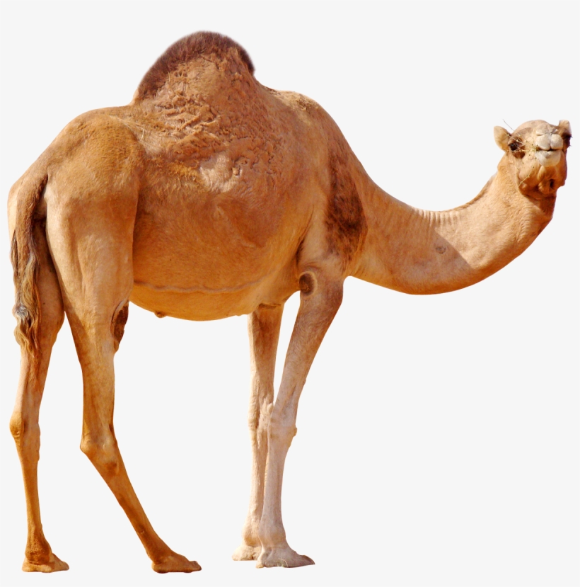 Camel Png, transparent png download
