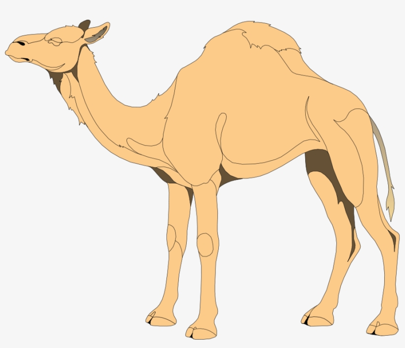 Camel - Png Vector Camel, transparent png download