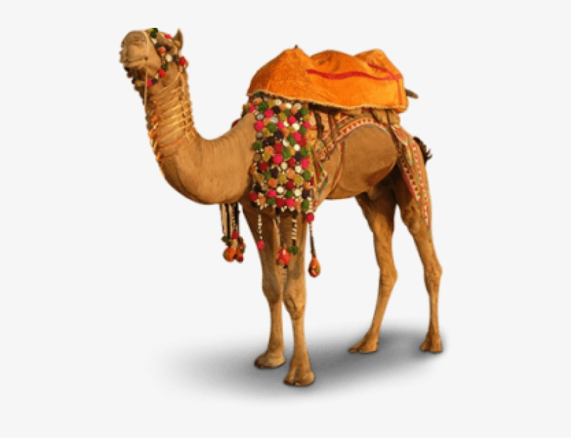 Free Png Camel Png Images Transparent - Camel Image Hd Png, transparent png download
