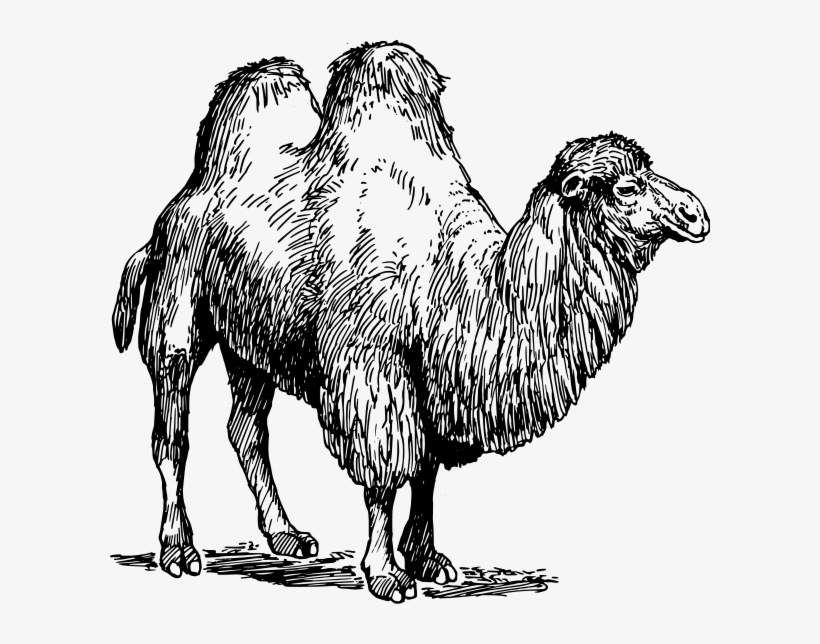 Camel 02 Clipart Png, transparent png download