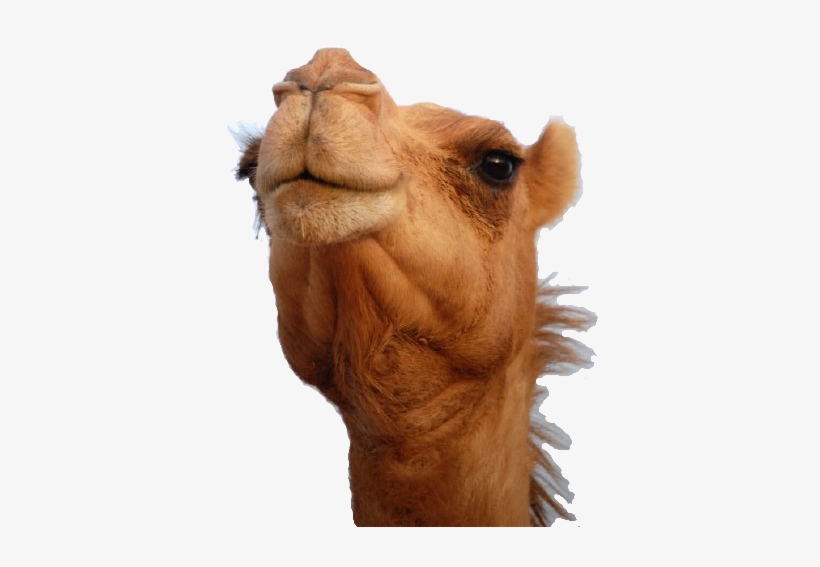Camel Png, transparent png download