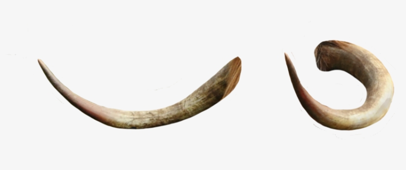 Transparent Horn Png - Horn Transparent, transparent png download