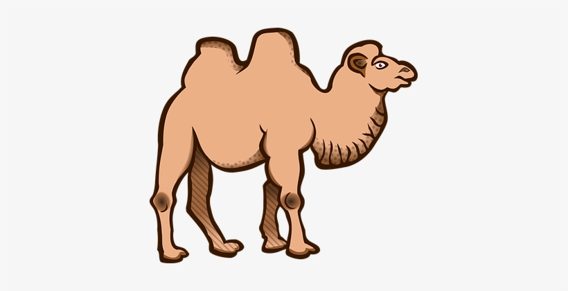 Animal Animals Bactrian Camel Camel Camel - A&t Designs The Donald Trump Camel 1.25" Magnet, transparent png download