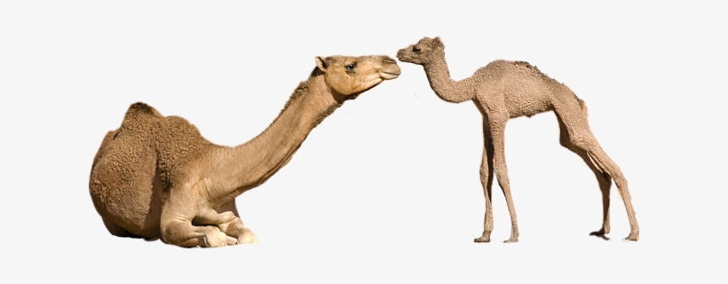 Camels Mothersday Freetoedit Sccamel Camel - Animal, transparent png download