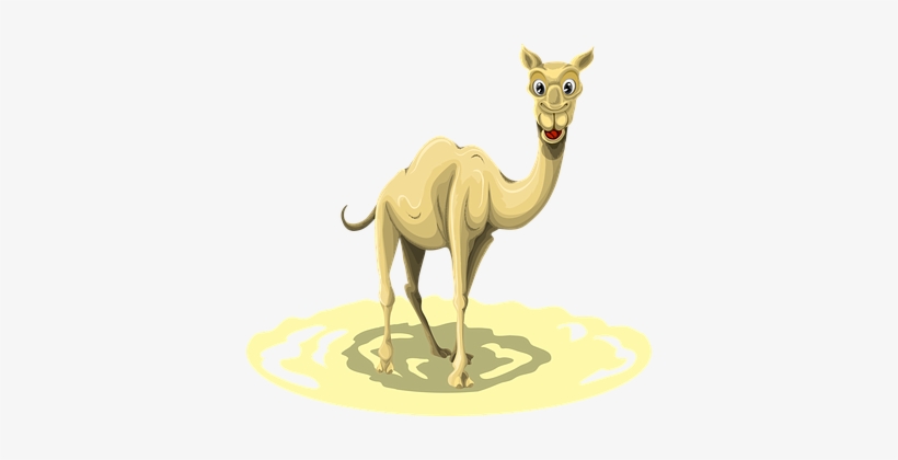 Camel Animal Egypt Desert Nature Africa Sa - Arabian Camel, transparent png download