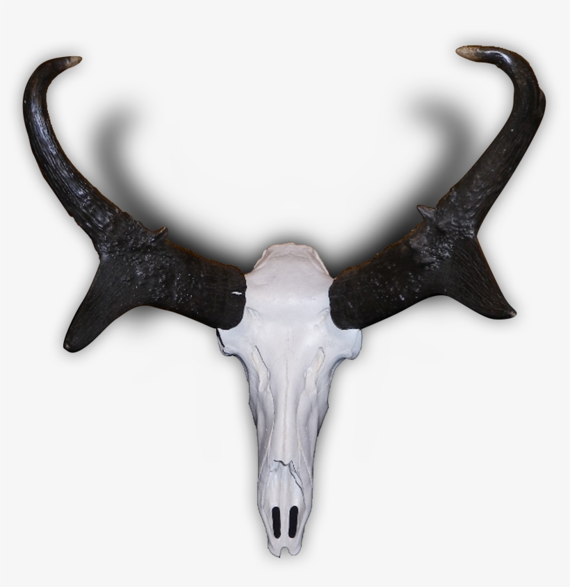 Pronghorn - Antelope Skull, transparent png download