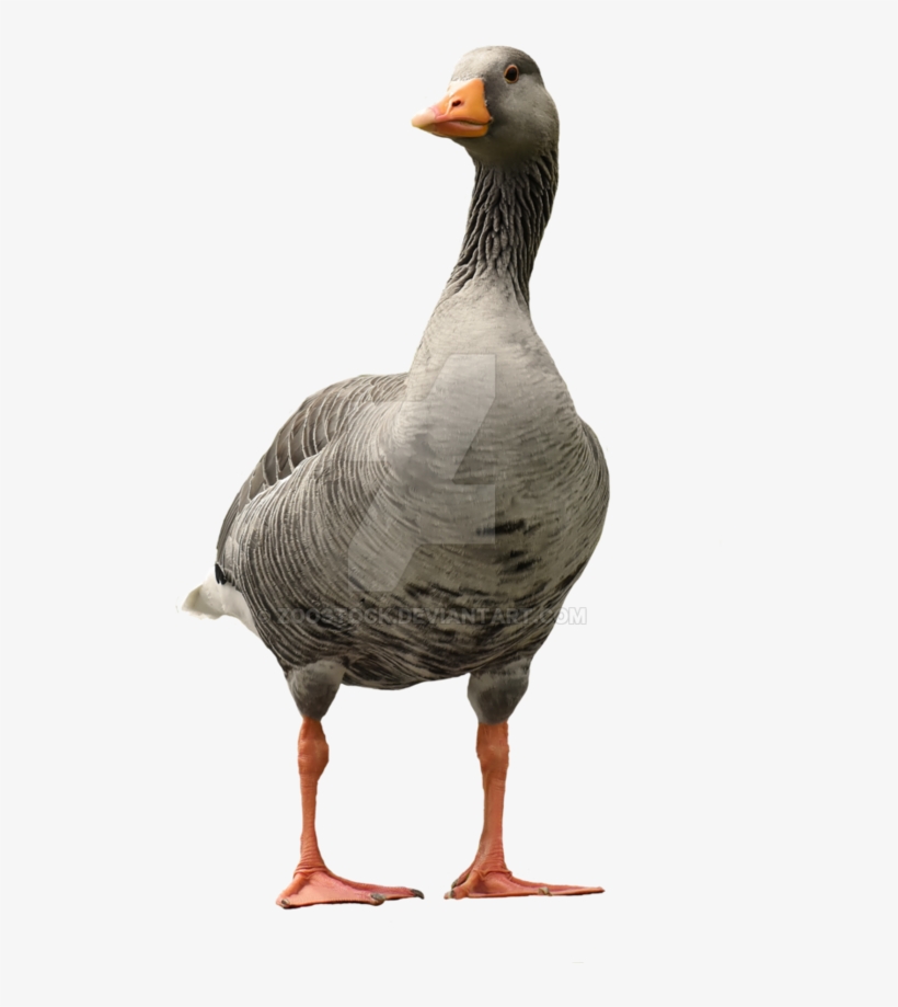 892 X 895 4 - Goose Transparent Background, transparent png download