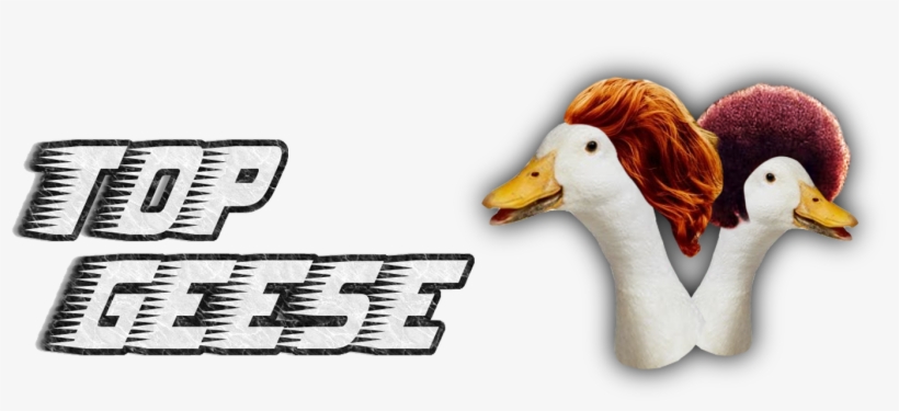 Duck, transparent png download