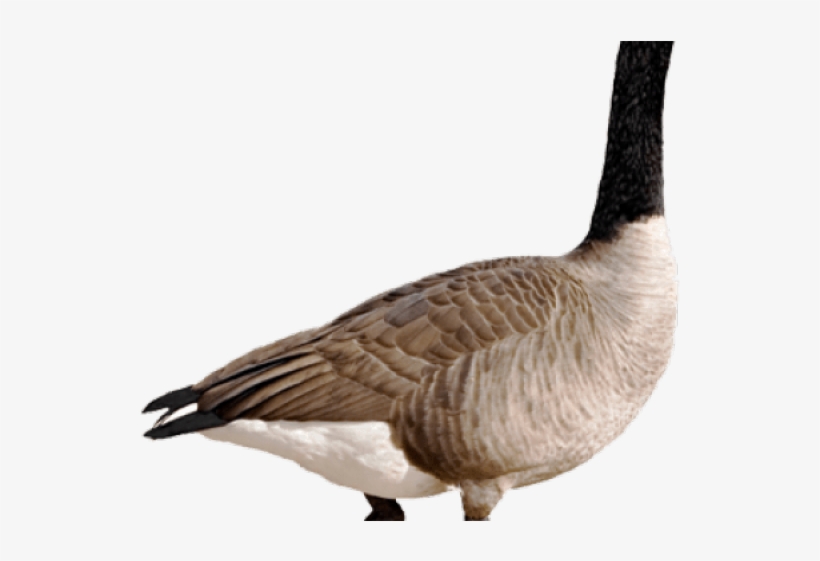 Geese Migration Clipart Transparent Background - Transparent Canadian