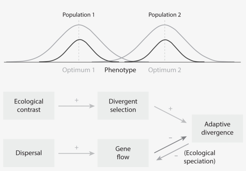 01-04 Hendry Fig - Diagram, transparent png download