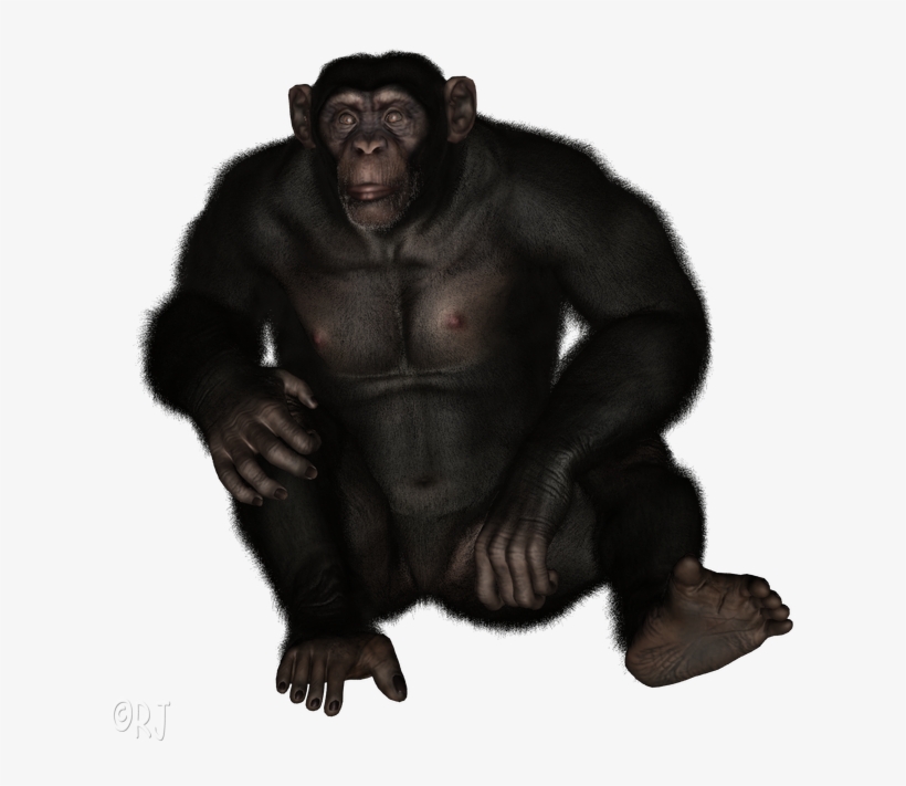 Chimpanzee - Common Chimpanzee, transparent png download