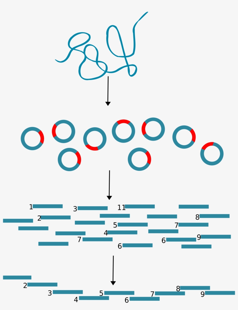 This Free Icons Png Design Of Dna Cloning, transparent png download
