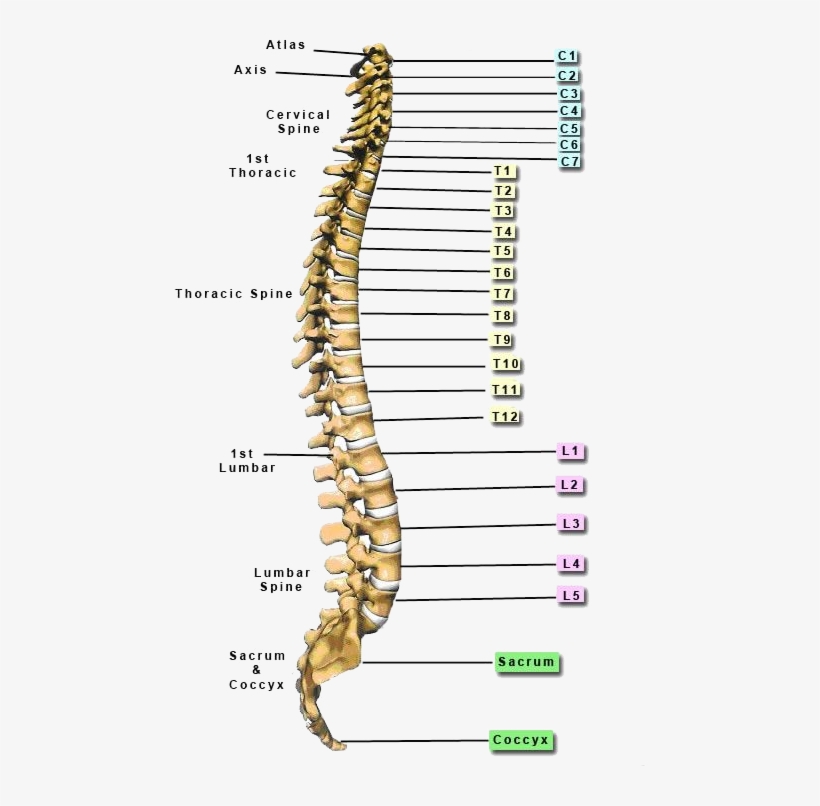 Function Below The Level Of Spinal Cord Injury Will - Skeletal Spine, transparent png download