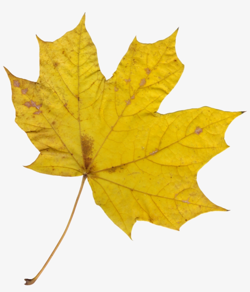 Png File Size - Laurier Leaf, transparent png download