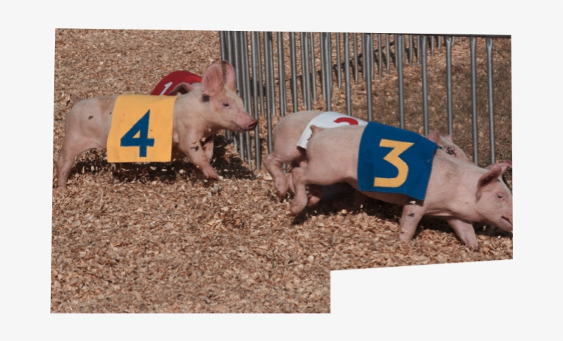Pig Races - Domestic Pig, transparent png download