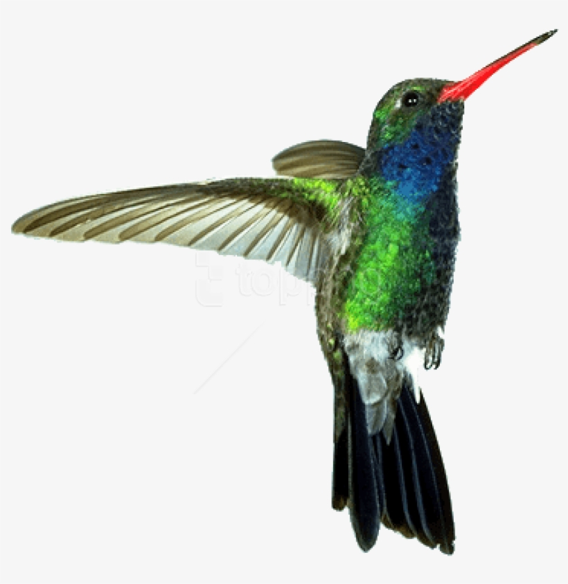 Free Png Download Hummingbird Red Green Png Images - Hummingbird Png, transparent png download