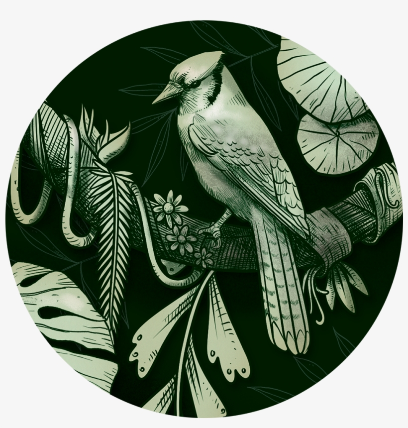 Thank You / Obrigado - Woodpecker, transparent png download