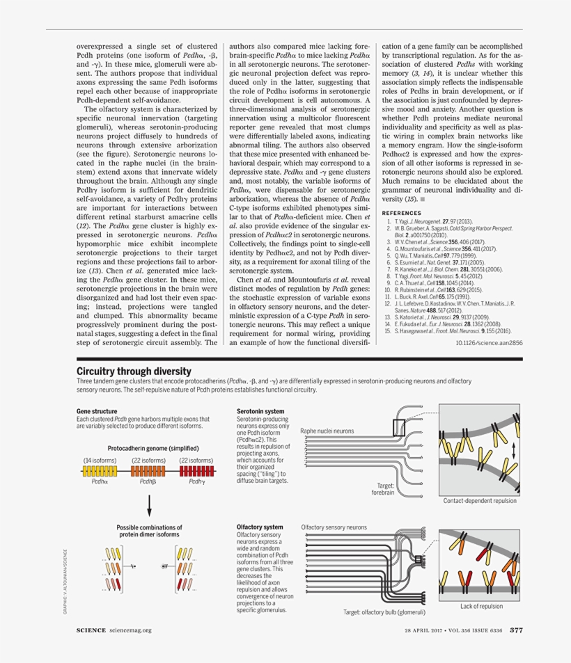 What - Fine Print, transparent png download