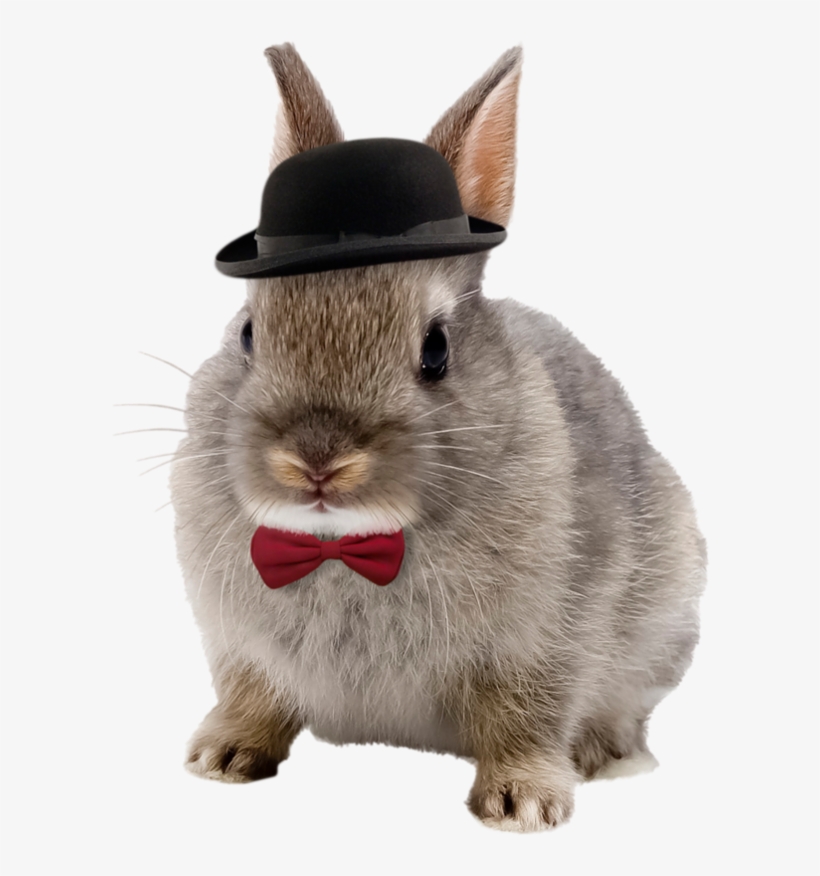 Tube Formato Png - Netherland Dwarf Rabbits, transparent png download