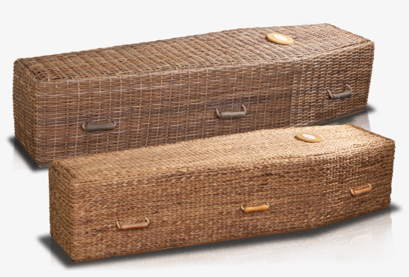 Daisy - Trunk, transparent png download
