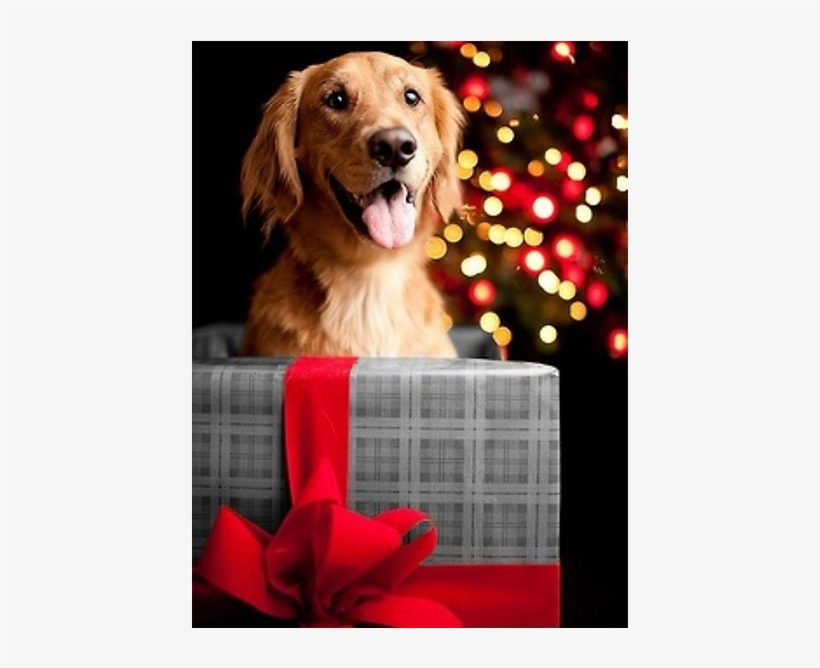 1 Jan - Red Golden Retriever Christmas, transparent png download