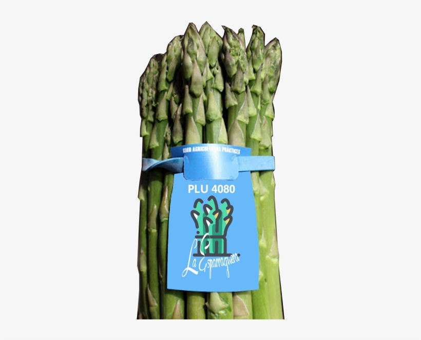 Banda Para Identificacion - Asparagus, transparent png download