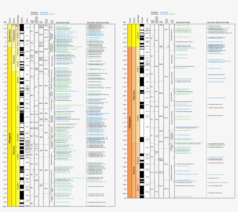 Calcareous Nannofossil, Diatom, And Planktonic Foraminiferal - Document, transparent png download