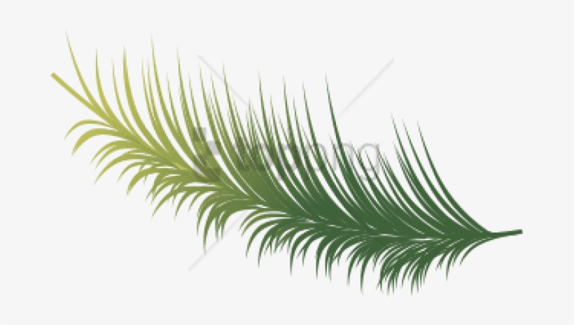 Free Png Coconut Leaves Vector Png Image With Transparent - Sabal Minor, transparent png download