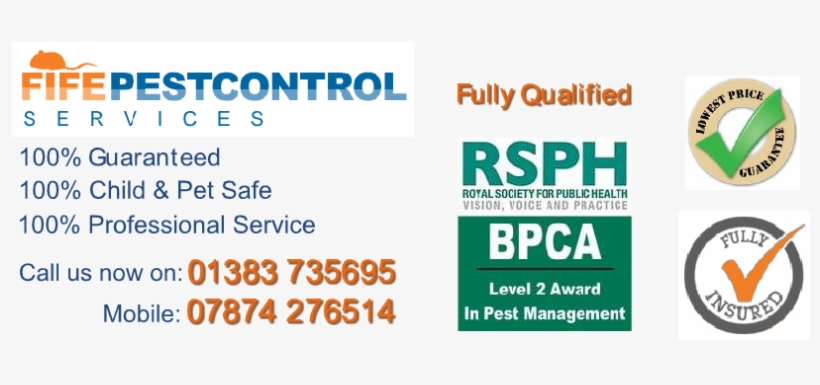Pest Vermin Pigeon Clean Up Disinfection Service - Graphic Design, transparent png download
