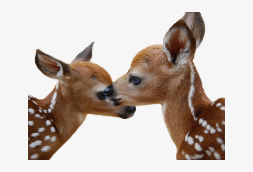 Deer Png Transparent Images - Mlade Životinje U Proljeće, transparent png download