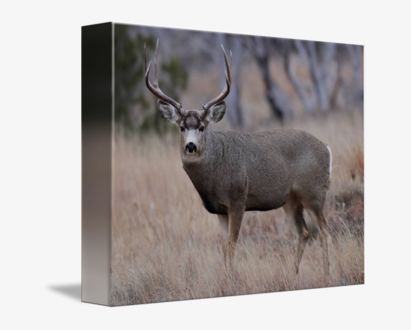 Buck By Kevin A - Elk, transparent png download