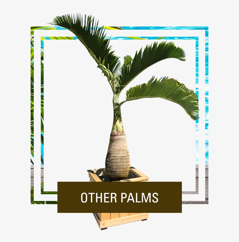 Picture, transparent png download