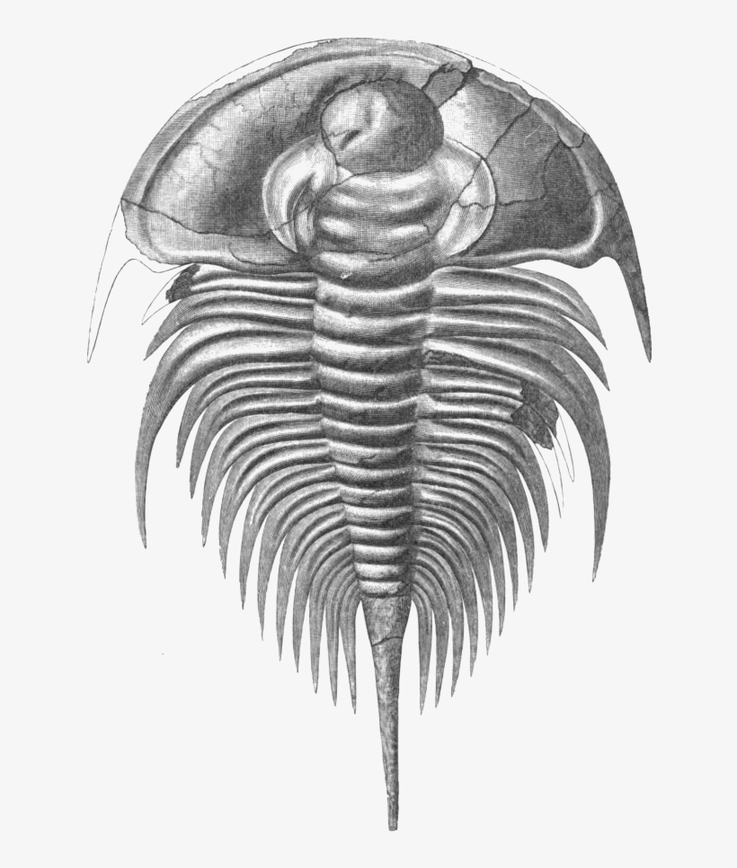 File Olenellus Thompsoni Png Wikimedia Commons Fileolenellus - Olenellus Trilobite, transparent png download