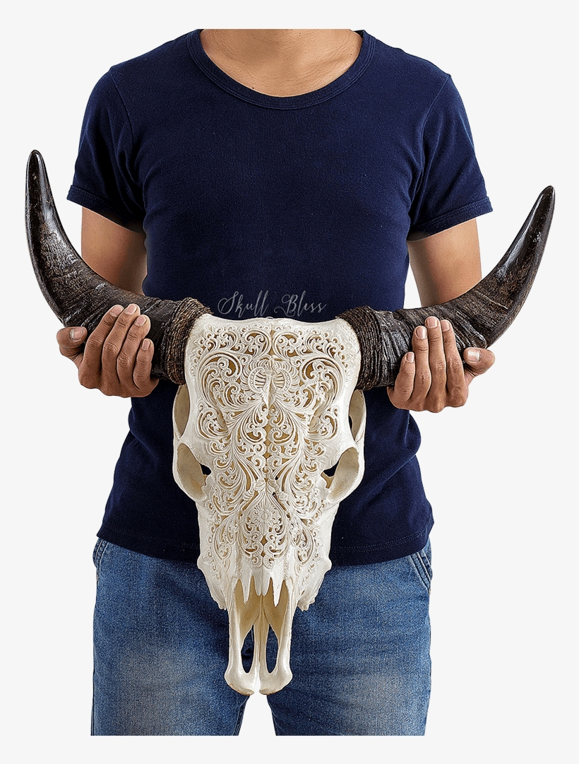 Cattle, transparent png download