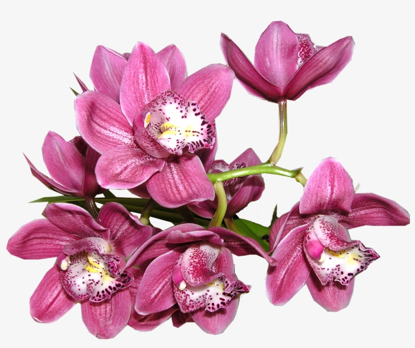 23+ Gambar Anggrek Png - Gambar Bunga HD